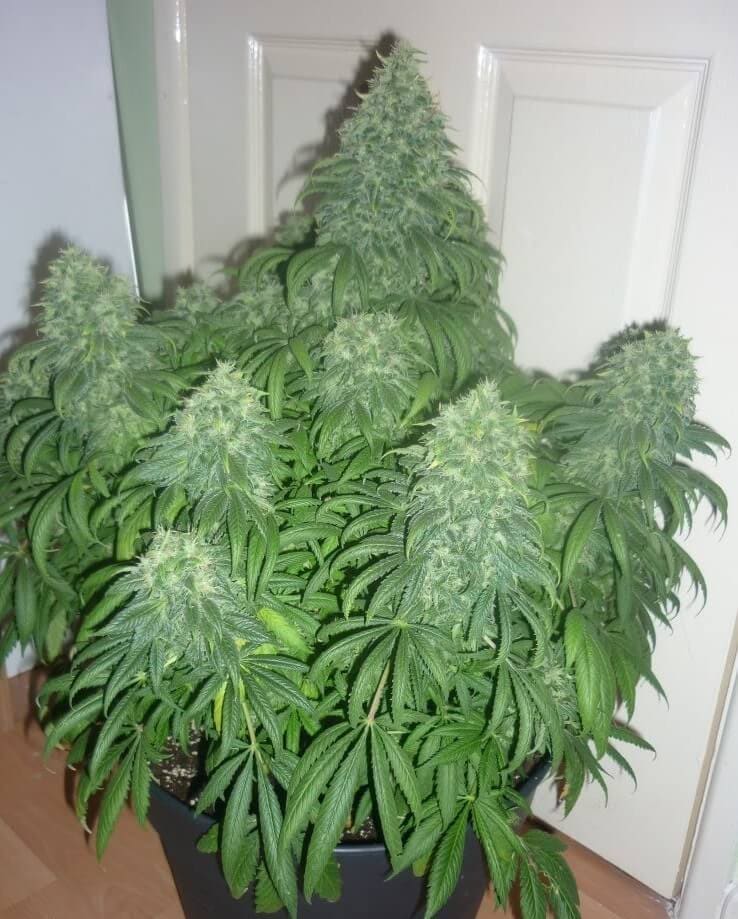 Nasiona marihuany feminizowane w doniczke
